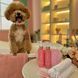 Conditioner "Silky Touch" for dogs and cats HOME FOOD Beauty, 200 ml